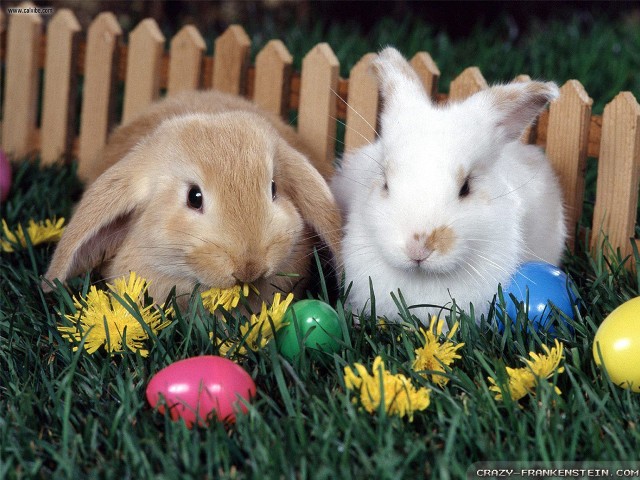 Rabbits easter eggs grass flowers free wallpaper - medium preview image