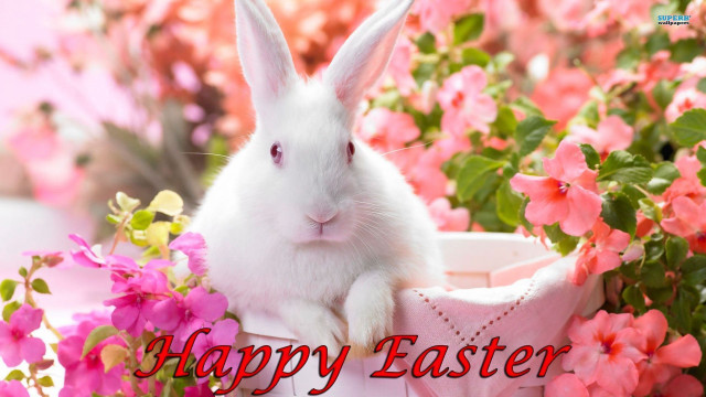 White rabbit basket pink flowers #3 free wallpaper - medium preview image
