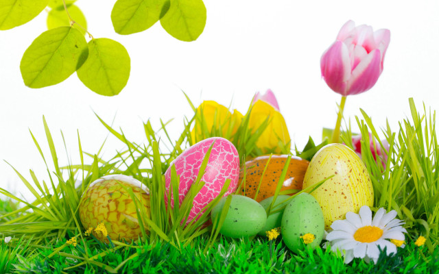 Eggs grass flowers tree branch free wallpaper - medium preview image