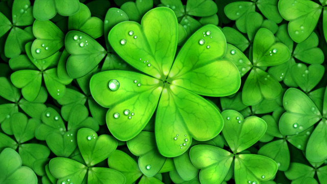 Green clovers water droplets nature free wallpaper - medium preview image