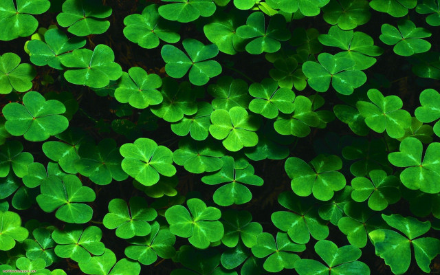 Green shamrocks grass ecological art free wallpaper - medium preview image