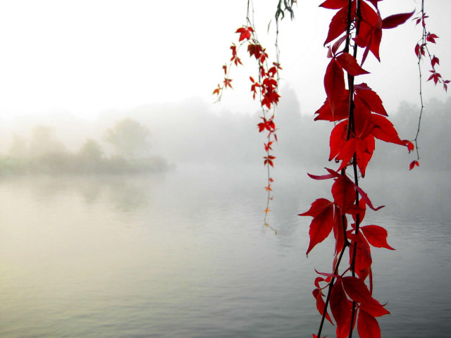 Red vine water fog boat free wallpaper - medium preview image