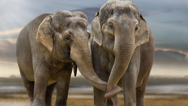 Elephants field cloudy sky touching free wallpaper - medium preview image