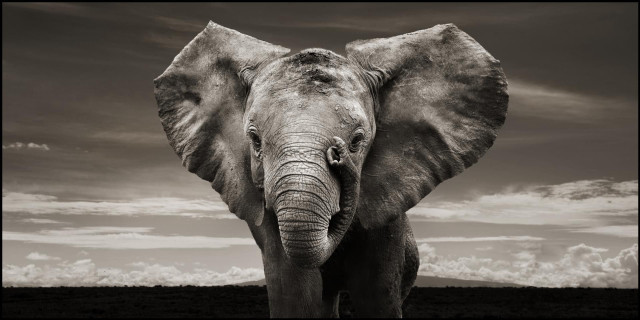Large elephant field cloudy sky free wallpaper - medium preview image