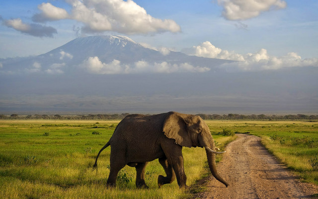 Elephant walking dirt road mountain free wallpaper - medium preview image