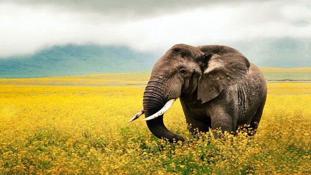 Elephant walking yellow flowers cloudy free wallpaper - medium preview image