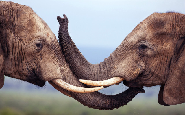 Elephants touching trunks field trees #2 free wallpaper - medium preview image