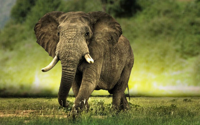 Large elephant grassy field trees free wallpaper - medium preview image