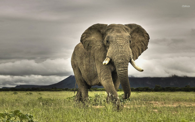 Elephant field mountains clouds sky #2 free wallpaper - medium preview image