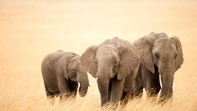 Elephants tallgrass lightbrown naturalism wildlife free wallpaper - medium preview image