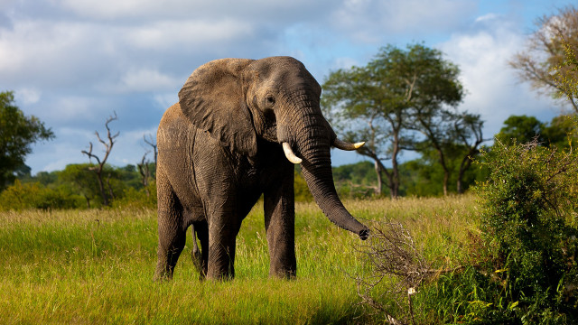 Elephant standing field trees background free wallpaper - medium preview image