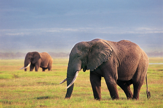 Elephants walking grassy field sky free wallpaper - medium preview image