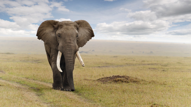 Elephant grass field cloudy sky free wallpaper - medium preview image