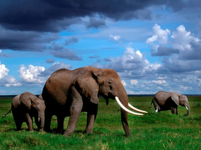 Elephants green field cloudy sky free wallpaper - medium preview image