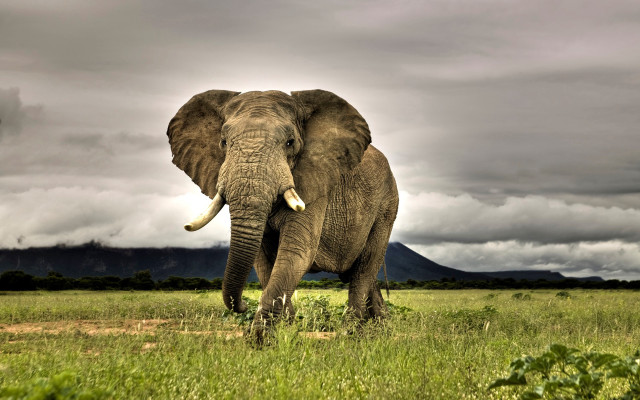 Elephant field cloudy sky mountain free wallpaper - medium preview image