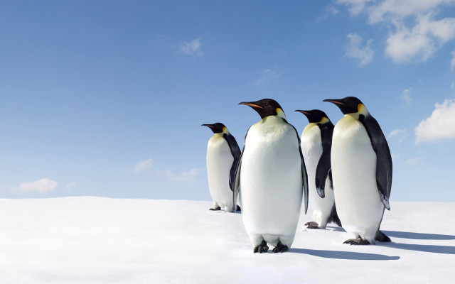 Penguins standing in snow together free wallpaper - medium preview image