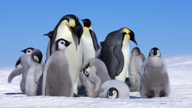 Penguins standing in snow together #2 free wallpaper - medium preview image