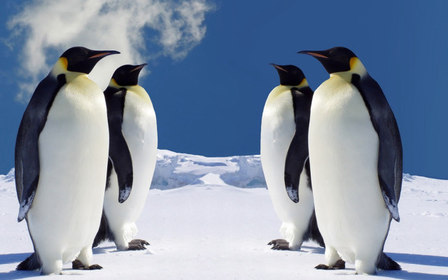 Three penguins snow cloud blue free wallpaper - medium preview image
