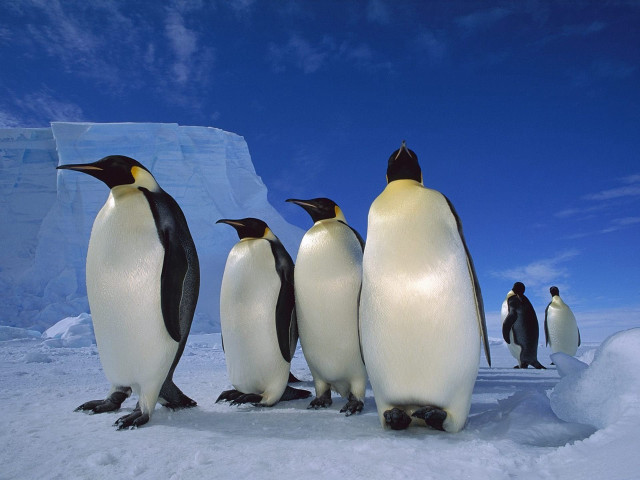 Penguins standing in the snow free wallpaper - medium preview image
