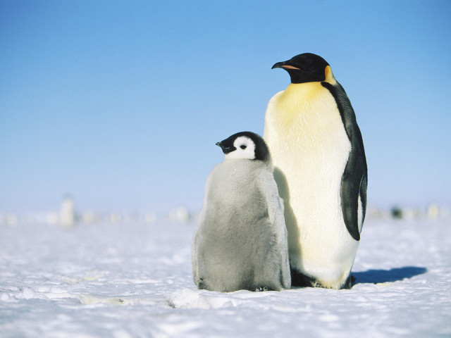 Penguin chick snow reflection ecological free wallpaper - medium preview image