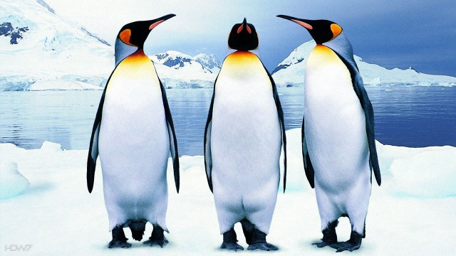 Three penguins snow mountain water free wallpaper - medium preview image