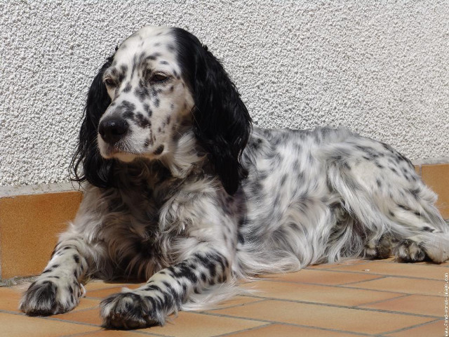 Dog laying tiled floor wall free wallpaper - medium preview image