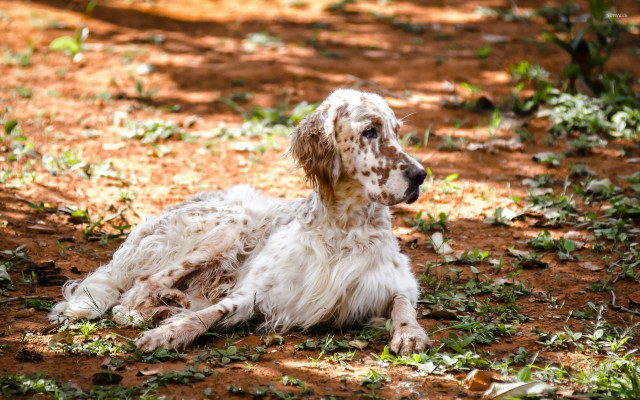 Dog laying shade tree grass free wallpaper for desktop - medium preview image