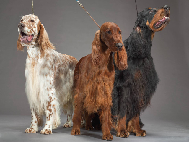 Three dogs leash brown white free wallpaper - medium preview image