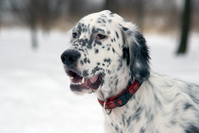 Dalmatian red collar snow trees free wallpaper - medium preview image