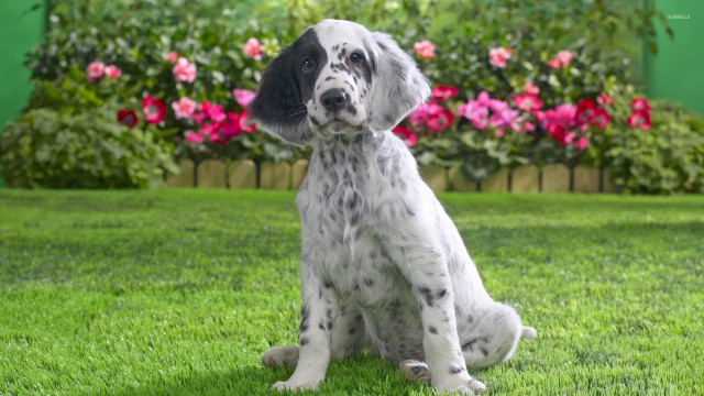 Dog sitting grass flowers green free wallpaper - medium preview image