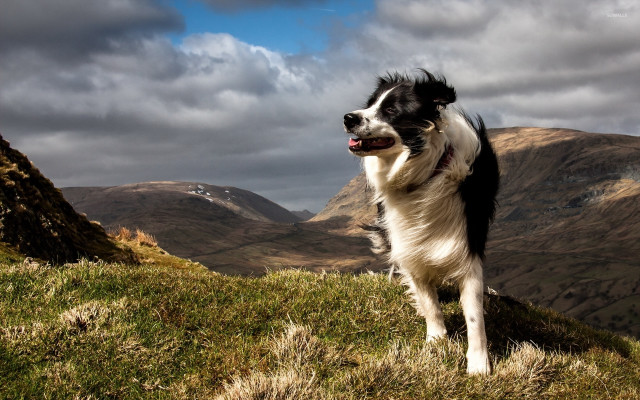 Dog hill mountains clouds sky #2 free wallpaper - medium preview image