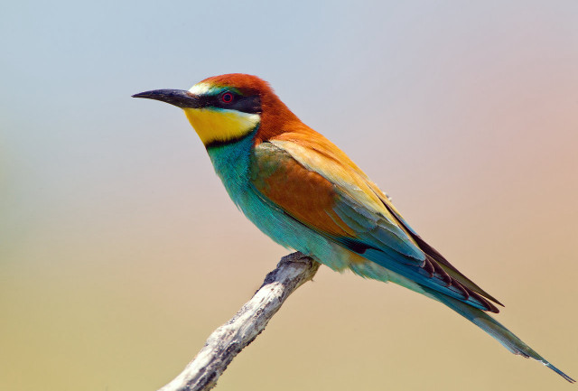 Colorful bird branch sky background free wallpaper - medium preview image