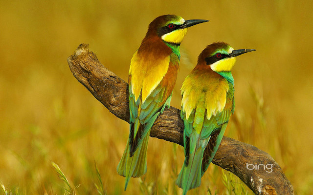 Colorful birds branch grass yellow free wallpaper - medium preview image