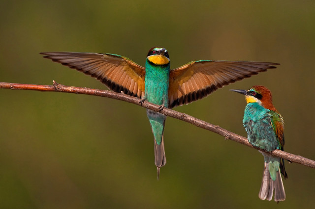 Colorful birds perched branch wings free wallpaper - medium preview image