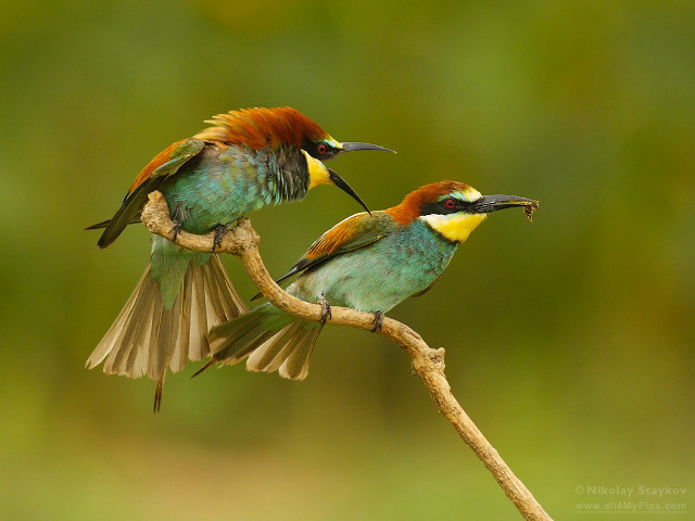 Colorful birds branch beaks open free wallpaper - medium preview image