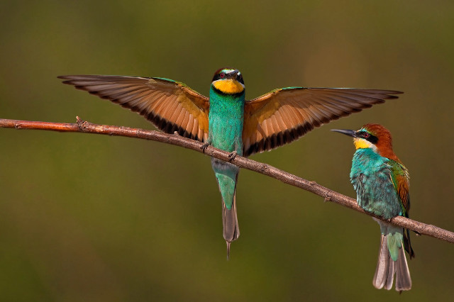 Colorful birds perched branch wings #2 free wallpaper - medium preview image