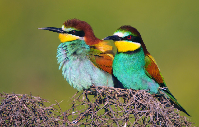 Colorful birds nest tree ecological free wallpaper - medium preview image