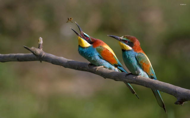 Colorful birds sitting branch beaks #2 free wallpaper - medium preview image