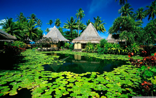 Pond lily pads thatched huts #2 free wallpaper - medium preview image