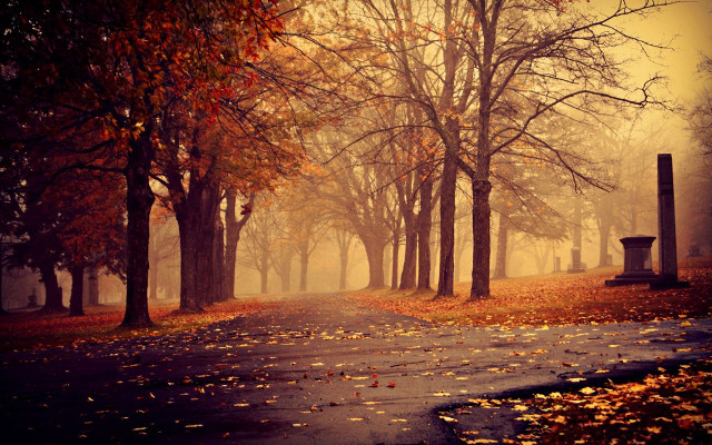 Road bench trees leaves fog free wallpaper - medium preview image