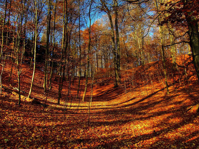 Dirt road fall trees blue free wallpaper - medium preview image