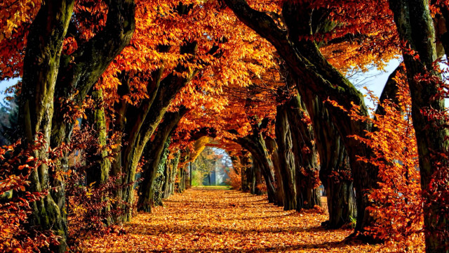 Pathway trees fall leaves park free wallpaper - medium preview image