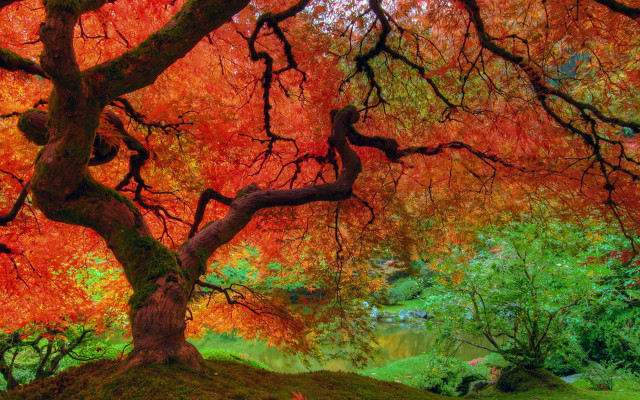 Tree red leaves park pond #2 free wallpaper - medium preview image