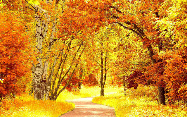 Forest path fall colors yellow free wallpaper - medium preview image