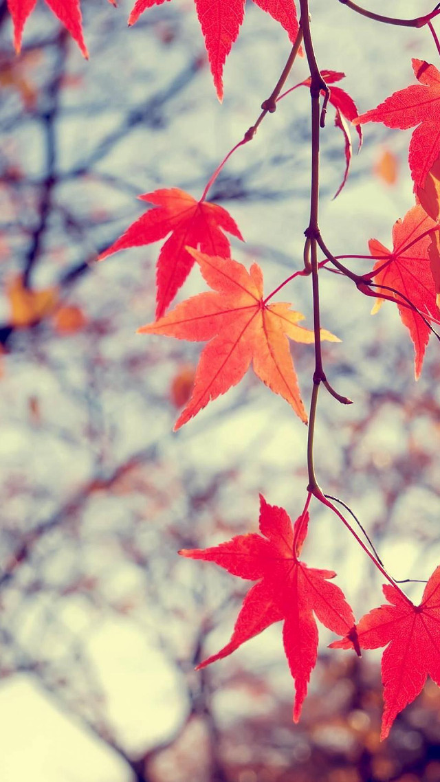 Branch red leaves bare tree free wallpaper - medium preview image