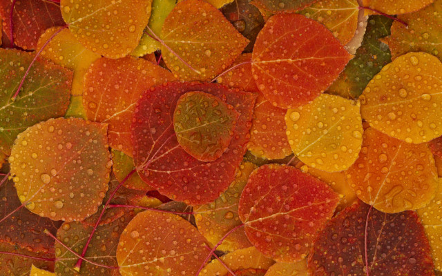 Leaves water droplets nature green free wallpaper - medium preview image