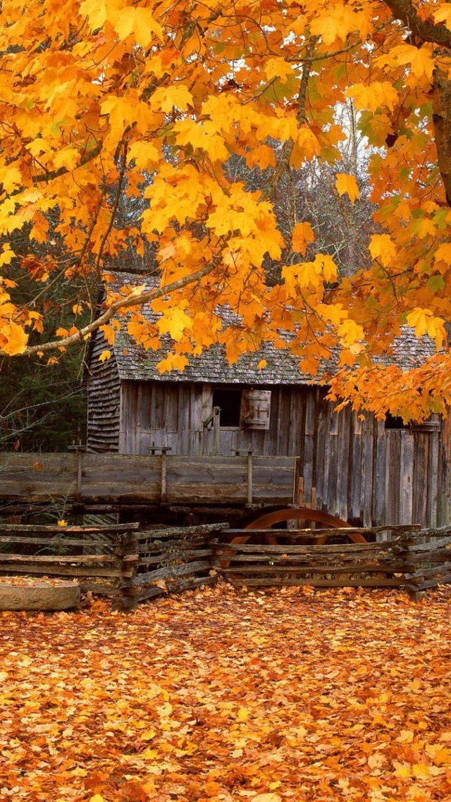 Barn fall leaves yellow tree free wallpaper - medium preview image