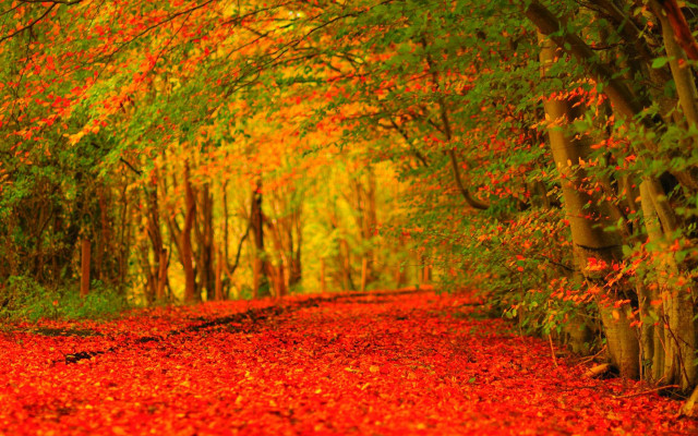 Fall road trees leaves autumn free wallpaper - medium preview image