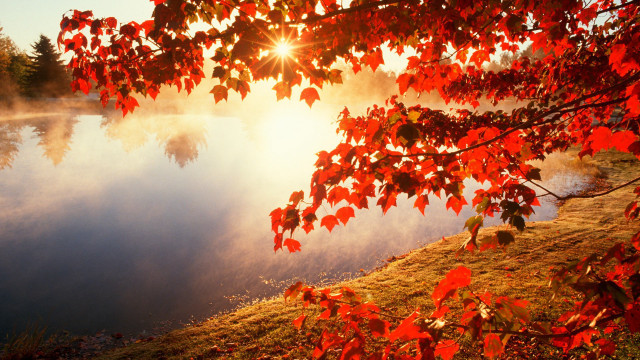 Lake tree sun red leaves free wallpaper - medium preview image