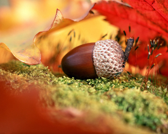 Acorn mossy leaves red maple free wallpaper - medium preview image